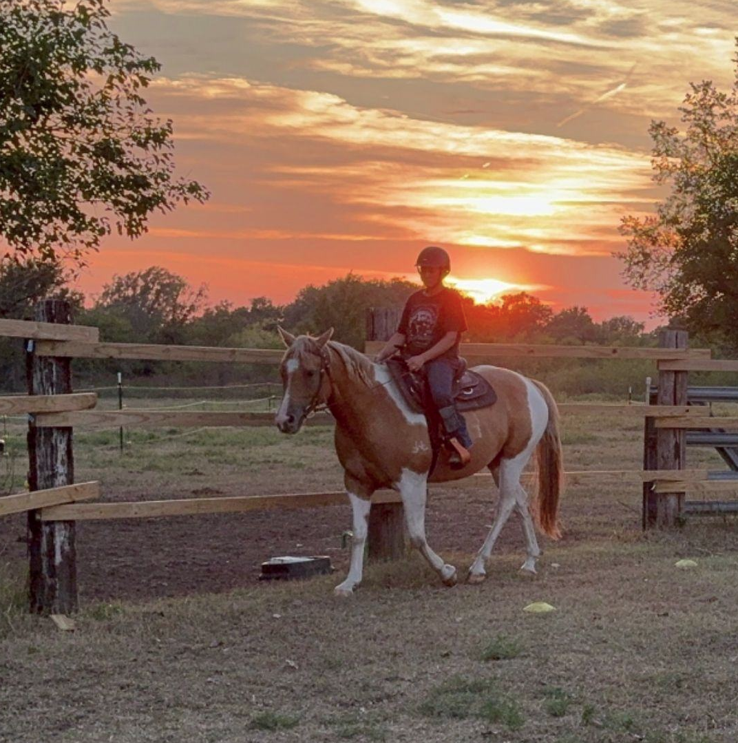 Equine athlete during a golden-hour training session