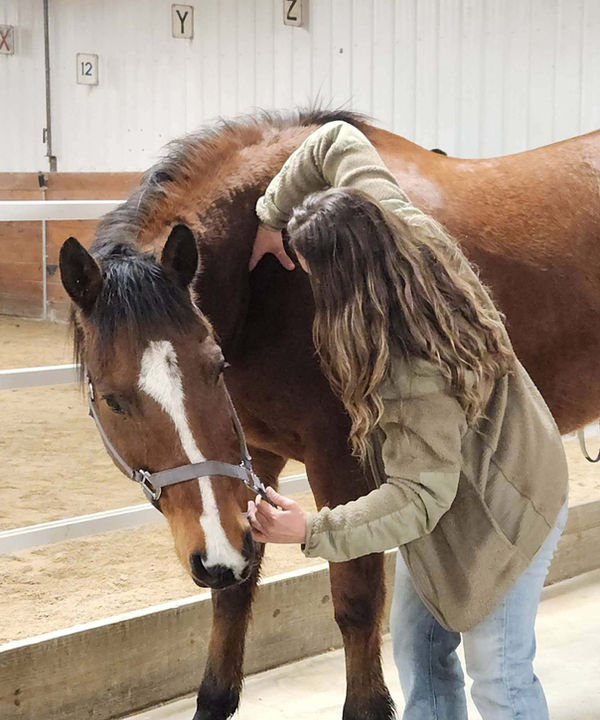 Vanessa performing deep tissue massage on a horse in the arena