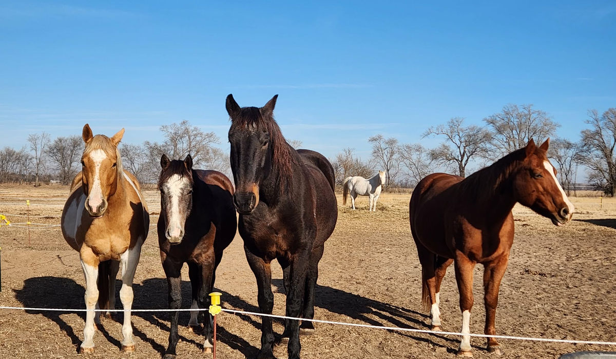 The Wishon Family Farm horses on a sunny Kansas day