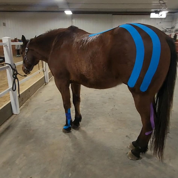 Horse after a full KT taping session with blue and purple tape