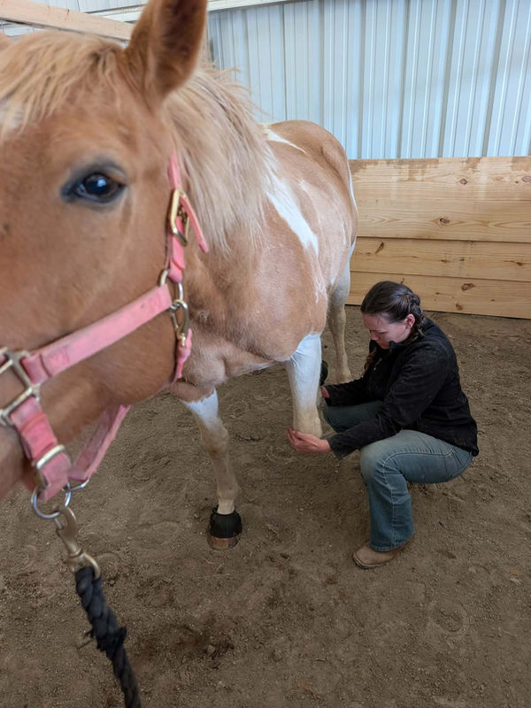 Vanessa performing tendon and ligament work on a horse's front leg